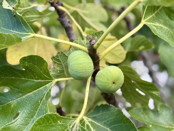 Зеленые инжиры на дереве, инжир с зелеными листьями, крупный план. Высокое качество фото