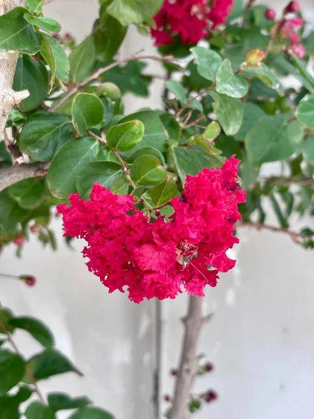 Lagerstroemia indica pembesi, bahçede açan kırmızı çiçekler. Yüksek kalite fotoğraf