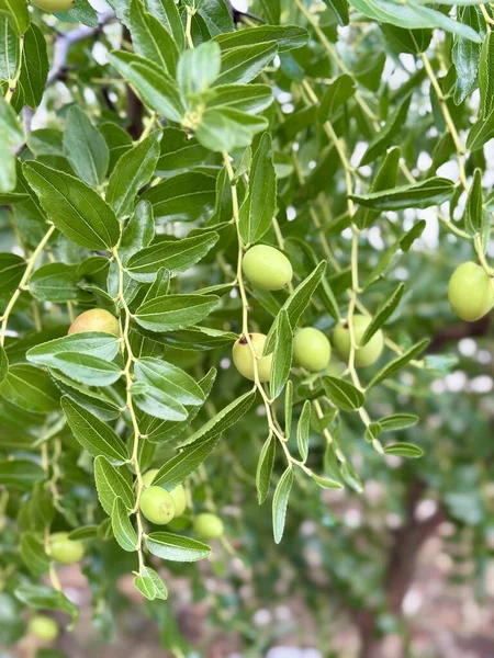 Yeşil meyveli bir zeytin dalı, Akdeniz zeytin ağacı, Olea Europeana Sylvestris. Yüksek kalite fotoğraf