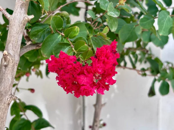 Lagerstroemia indica pembesi, bahçede açan kırmızı çiçekler. Yüksek kalite fotoğraf