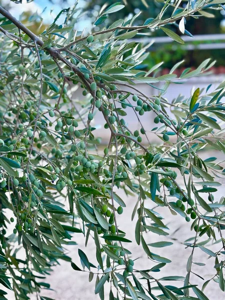 Yeşil meyveli bir zeytin dalı, Akdeniz zeytin ağacı, Olea Europeana Sylvestris. Yüksek kalite fotoğraf