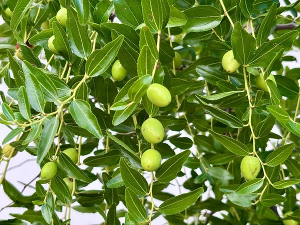 Yeşil meyveli bir zeytin dalı, Akdeniz zeytin ağacı, Olea Europeana Sylvestris. Yüksek kalite fotoğraf