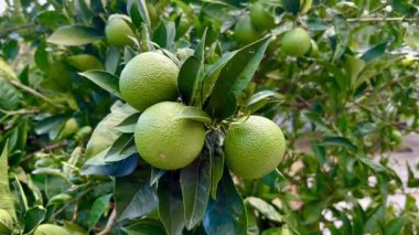 Ağaçta limonlar, ağaçta limon meyveleri, yakın plan. Yüksek kalite fotoğraf