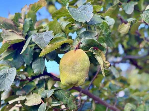 Cydonia oblonga sarı meyvesi bahçedeki ağaçta, yakın plan. Yüksek kalite fotoğraf