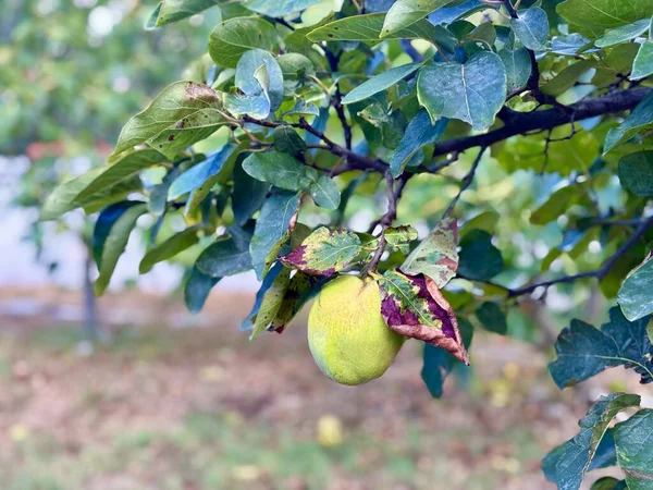 Cydonia oblonga sarı meyvesi bahçedeki ağaçta, yakın plan. Yüksek kalite fotoğraf