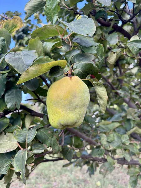Cydonia oblonga sarı meyvesi bahçedeki ağaçta, yakın plan. Yüksek kalite fotoğraf