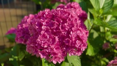 Pembe Hydrangea makrophylla, çiçek açan Hortensiya, yakın çekim. Yüksek kaliteli FullHD görüntüler