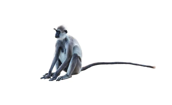 Κάθεται Ενήλικη Θηλυκή Μαϊμού Λευκό Φόντο — Φωτογραφία Αρχείου