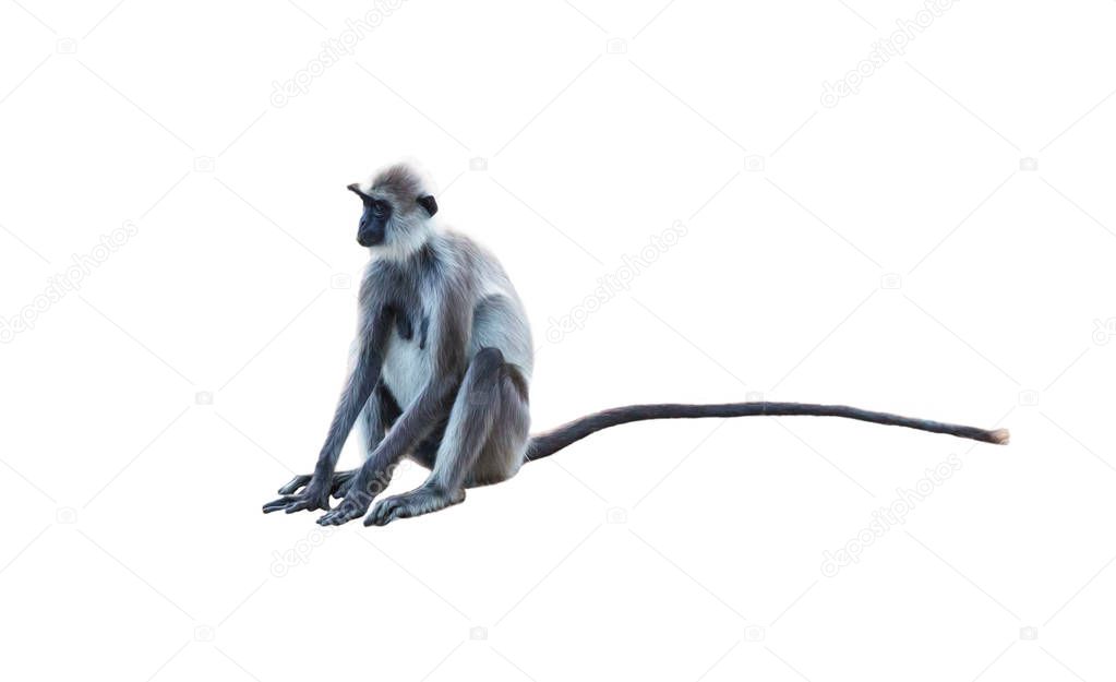 Sitting adult female monkey on white background 