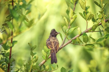 Bir çalı, Sri Lanka oturan kırmızı Bacalı bülbül (Pycnonotus cafer)