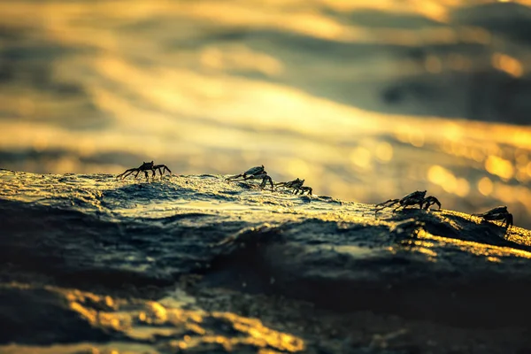 Les Crabes Sont Assis Sur Rocher Sur Fond Coucher Soleil — Photo