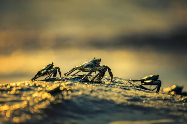 Les Crabes Sont Assis Sur Rocher Sur Fond Coucher Soleil — Photo