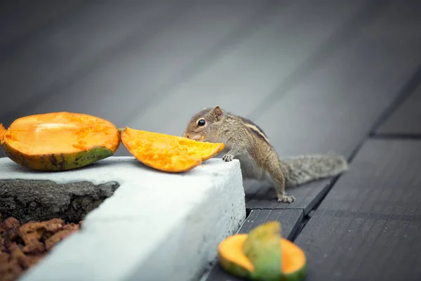 Chipmunk eating mango, Bentota, Sri Lanka