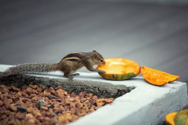 Mango, Bentota, Sri Lanka yiyen sincap
