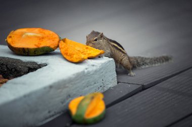 Mango, Bentota, Sri Lanka yiyen sincap