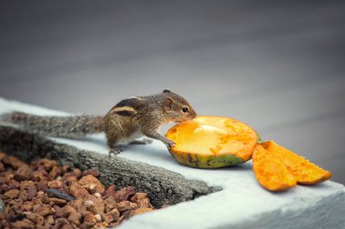 Mango, Bentota, Sri Lanka yiyen sincap