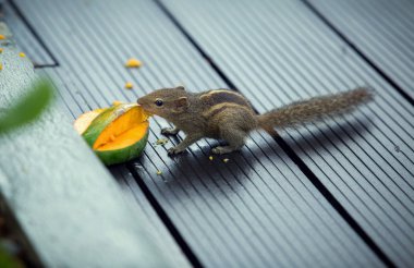 Mango, Bentota, Sri Lanka yiyen sincap