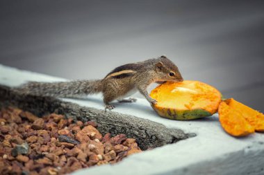 Mango, Bentota, Sri Lanka yiyen sincap