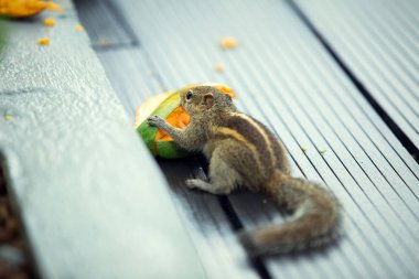 Mango, Bentota, Sri Lanka yiyen sincap