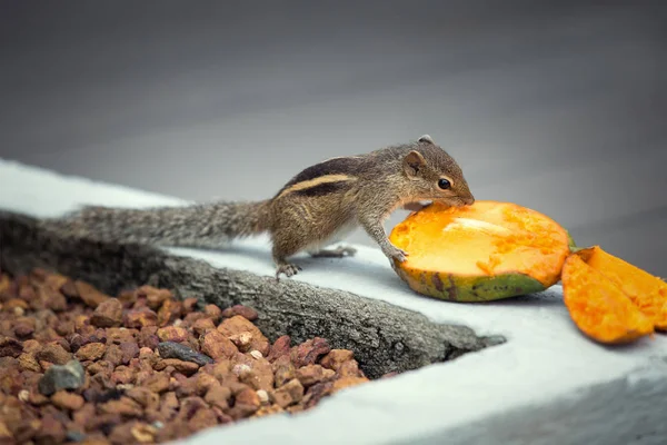Mango, Bentota, Sri Lanka yiyen sincap