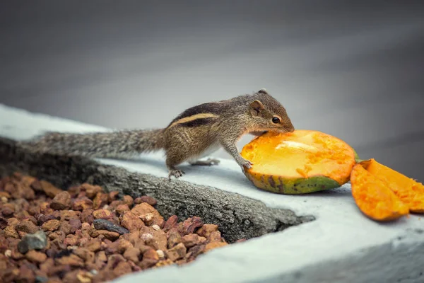 Mango, Bentota, Sri Lanka yiyen sincap