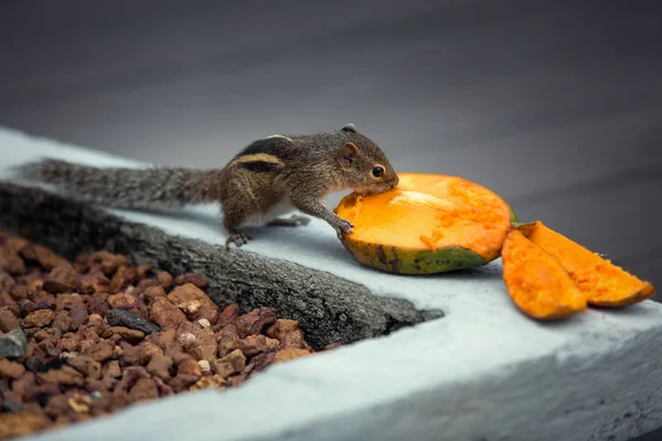 Mango, Bentota, Sri Lanka yiyen sincap