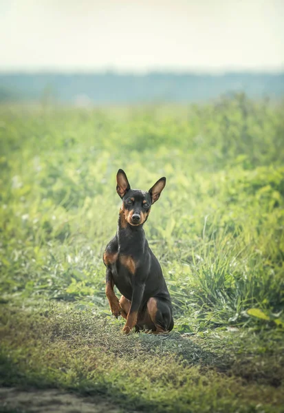 Zwergpinscher Senta Gramado Dia Ensolarado Verão — Fotografia de Stock