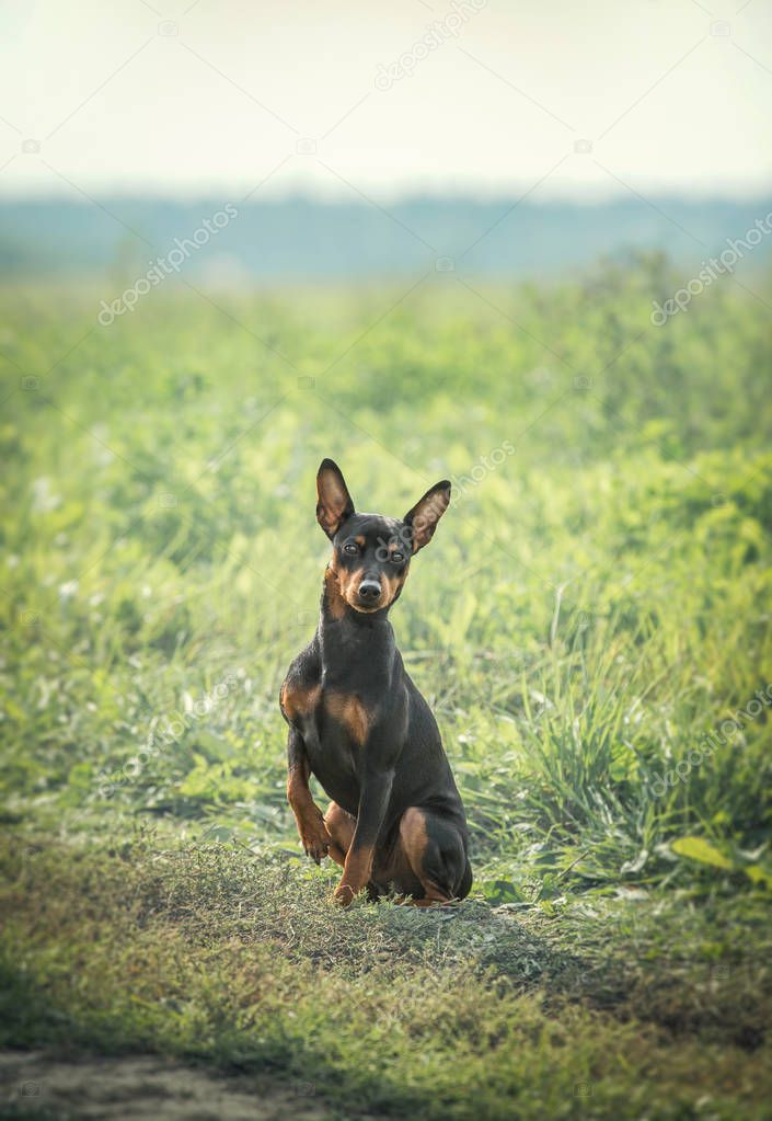 zwergpinscher sits on the lawn on a sunny summer day