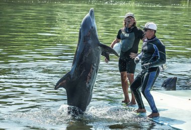 Varadero, Küba - 08 Mayıs 2017: Performans Varadero dolphinarium