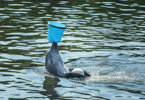 Cute bottlenose dolphin playing with blue bucket