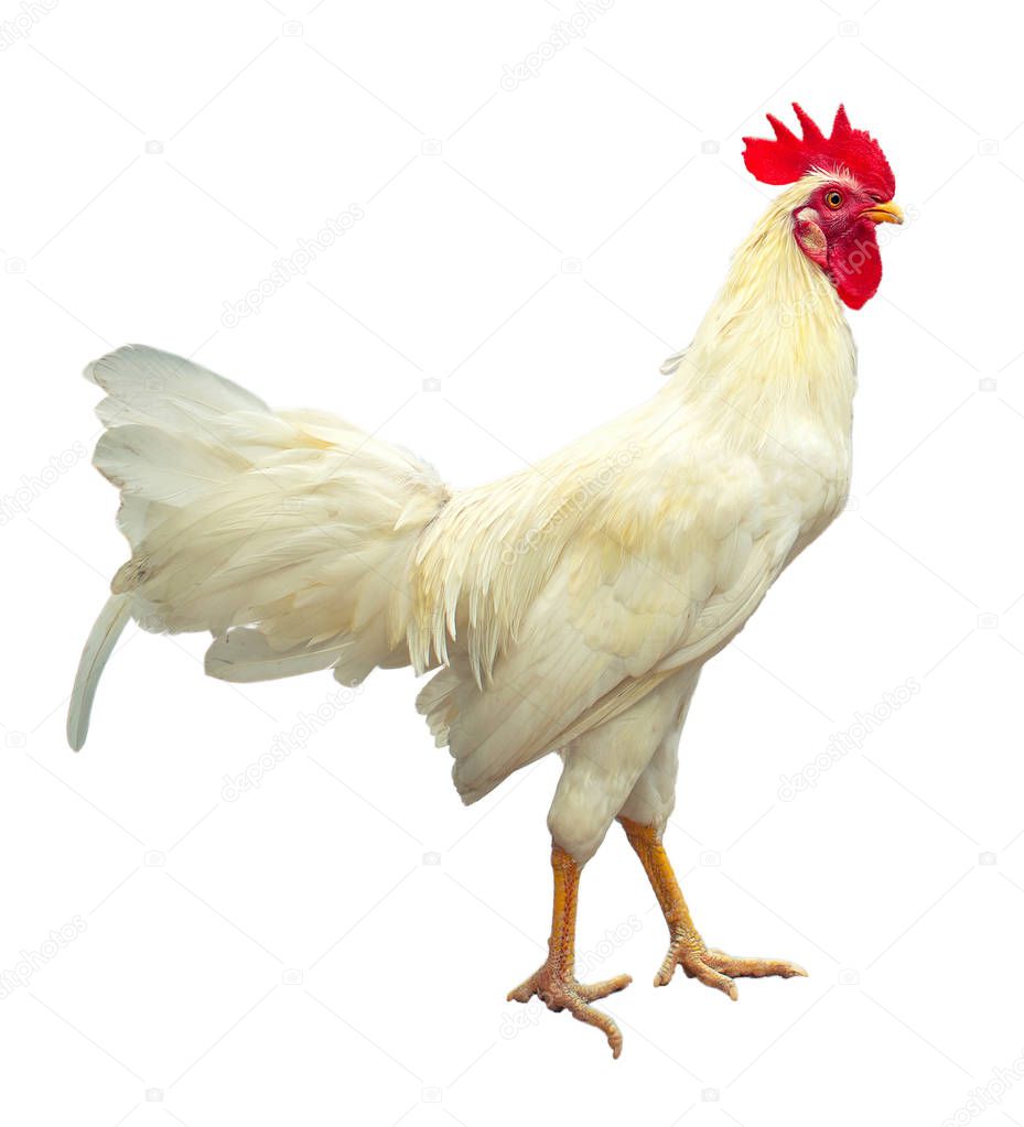 White rooster on the white background, isolated