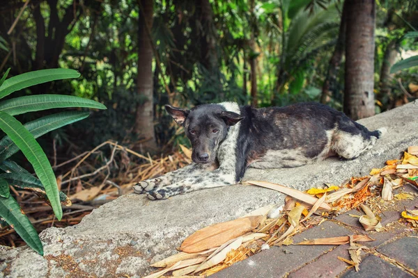 Perro Solitario Jimbaran Bali Indonesia —  Fotos de Stock