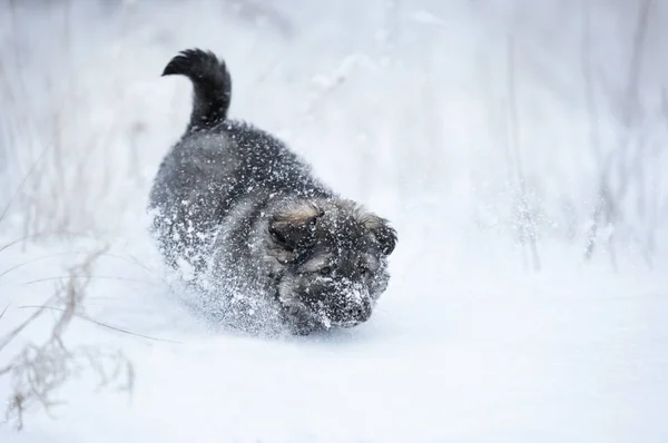 Süße Welpen Schnee — Stockfoto