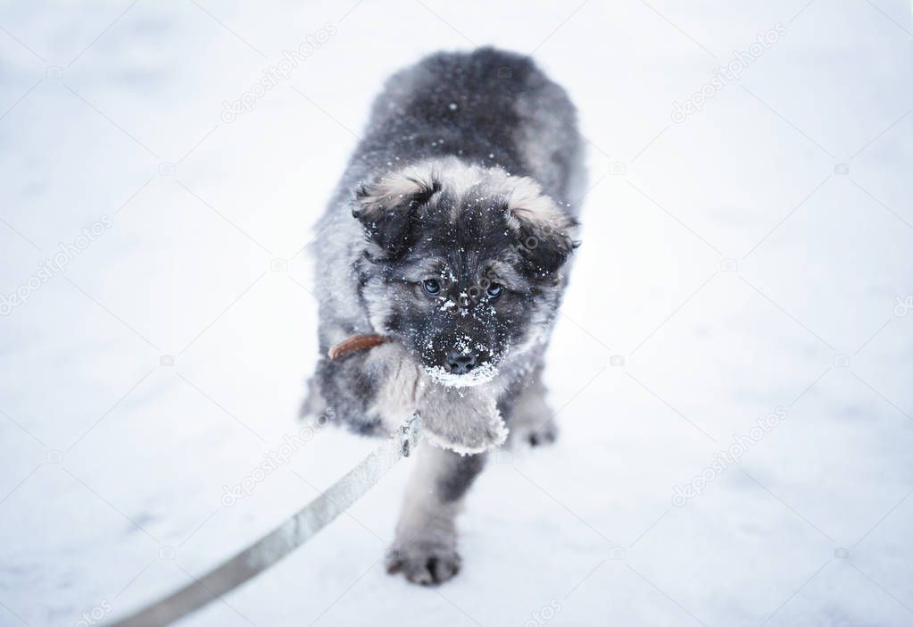 Cute fluffy puppy playing with leash