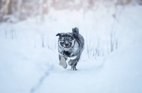 Lindo Perrito Esponjoso Jugando Nieve —  Fotos de Stock