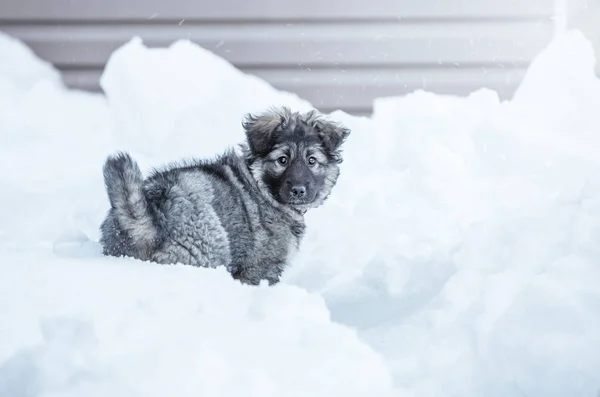 Schattige Fluffy Puppy Spelen Sneeuw — Stockfoto