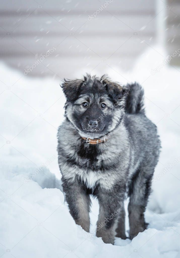 Cute fluffy puppy playing in the snow