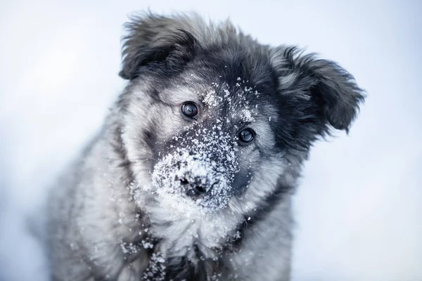 Winter Portrait Cute Little Puppy — Stock Photo, Image