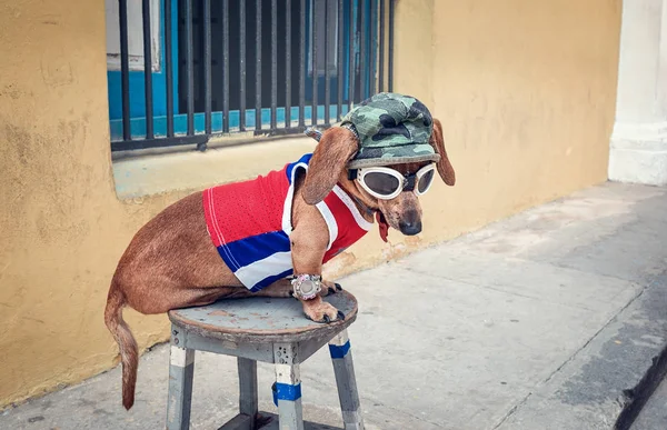 Funny Dachshund Con Camiseta Gorra Gafas —  Fotos de Stock