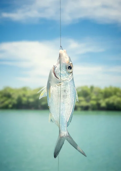 Küçük gümüş balık kanca
