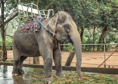 Turistler, Dalat, Vietnam binme filler