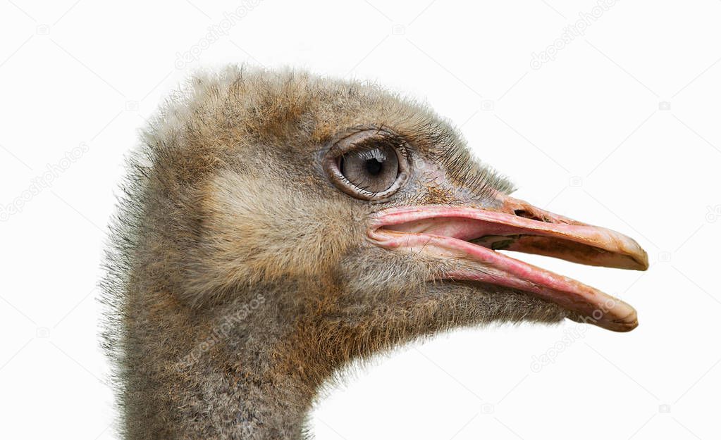 Head of a ostrich, isolated on white background