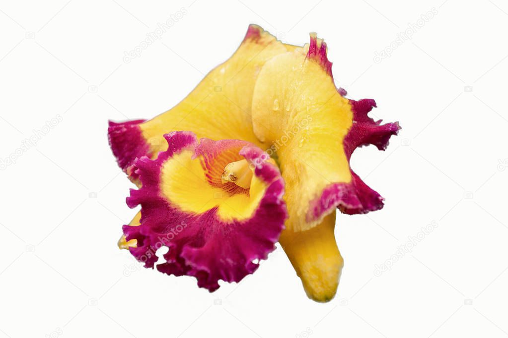 yellow-purple orchid, isolated on white background