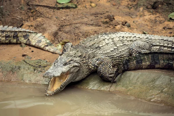 Crocodile Water Vietnam — Stock Photo, Image