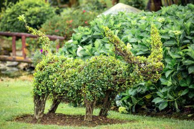 Vietnam, Dalat - 05 Kasım 2017: Dalat çiçek Park peyzaj tasarımı