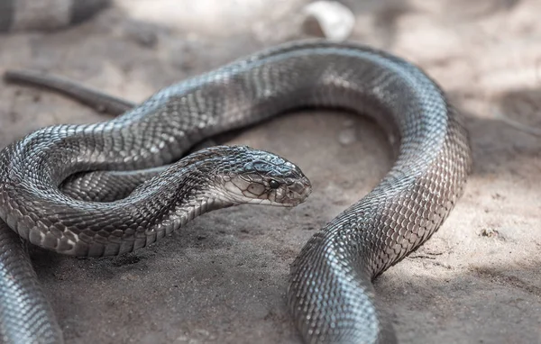 Kumda kahverengi kaygan yılan