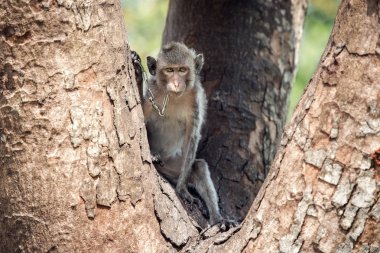 Macaque bir hayvanat bahçesinde bir zincir üzerinde bir ağaç gövdesi üzerinde oturan
