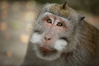 Maymun, Ubud, Bali (Endonezya portresi)
