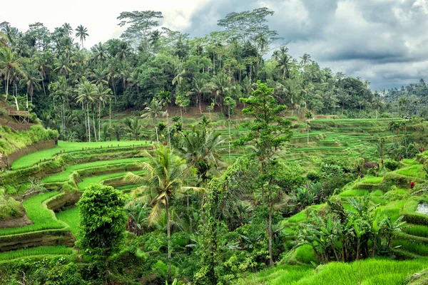 Tegallalang Pirinç Terası görünümü - Ubud - Bali - Endonezya