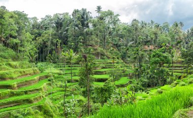 Tegallalang Pirinç Terası görünümü - Ubud - Bali - Endonezya